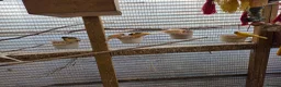 Cockatiels birds for sale: Avairy sale..mixed breeds in Winsford - Advert 4
