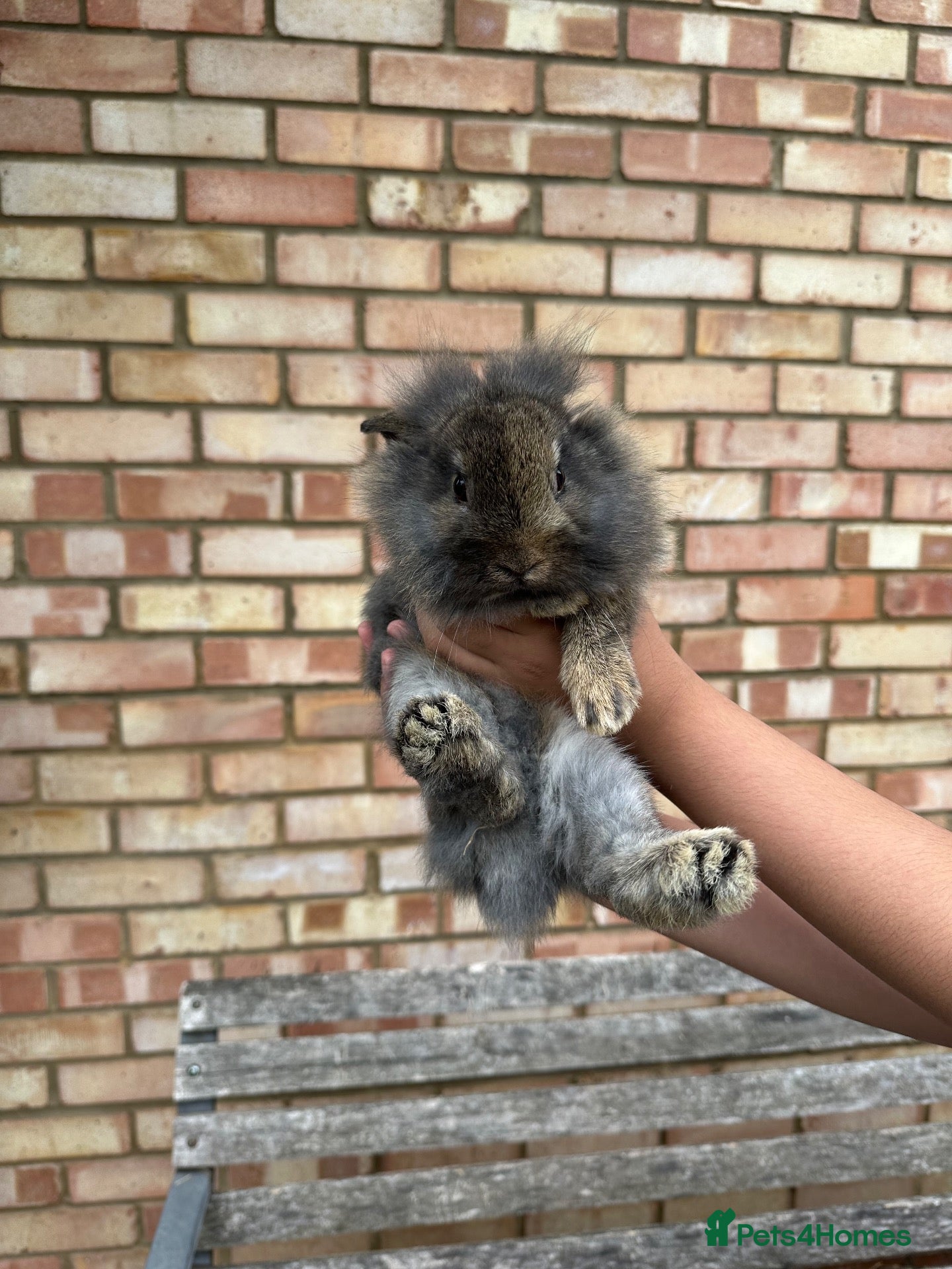 Mixed Breed rabbits Baby Bunnies! - Advert 1