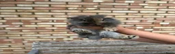 Mixed Breed rabbits for sale: Baby Bunnies! - Advert 1