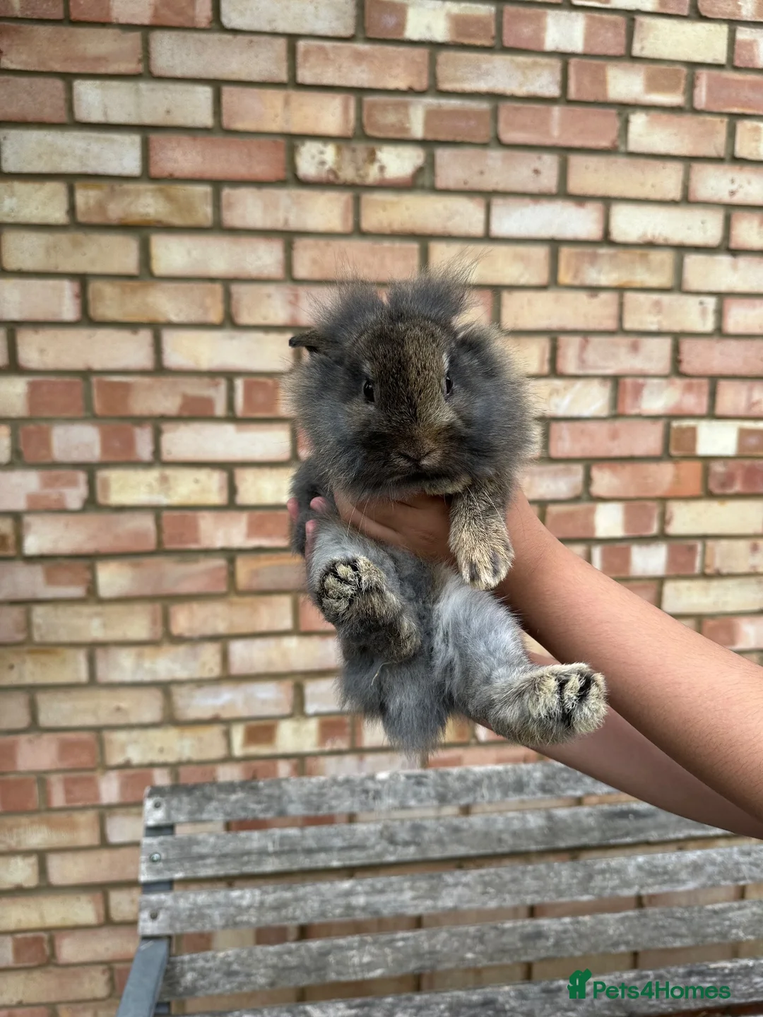 Mixed Breed rabbits for sale: Baby Bunnies! - Advert 1