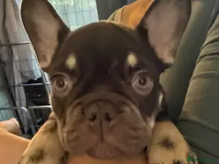French Bulldog dogs READY NOW french bulldog puppies. fluffy carriers. - Advert 4