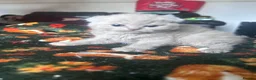 Scottish Fold cats for sale: Scottish fold kittens - Advert 20