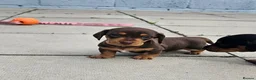Miniature Dachshund dogs for sale: Miniature dachshund puppies  - Advert 21