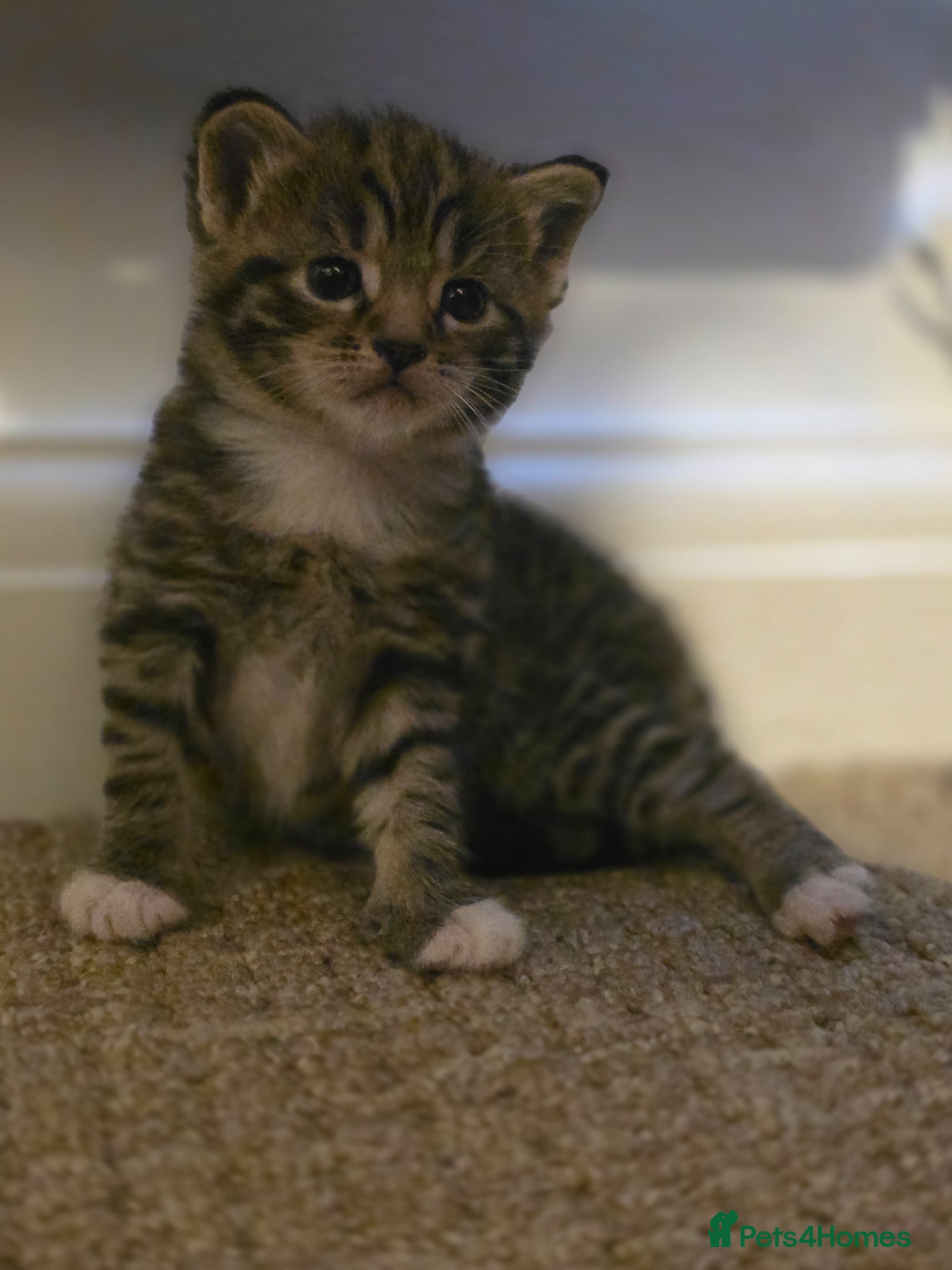 Mixed Breed cats for sale: 1 female kitten for sale - Advert 3