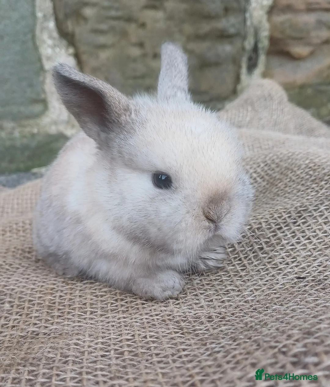 Dwarf Lop rabbits for sale: Dwarf Lops - Advert 2