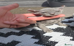 Sphynx cats for sale: Elf Sphynx Kittens  - Image 20
