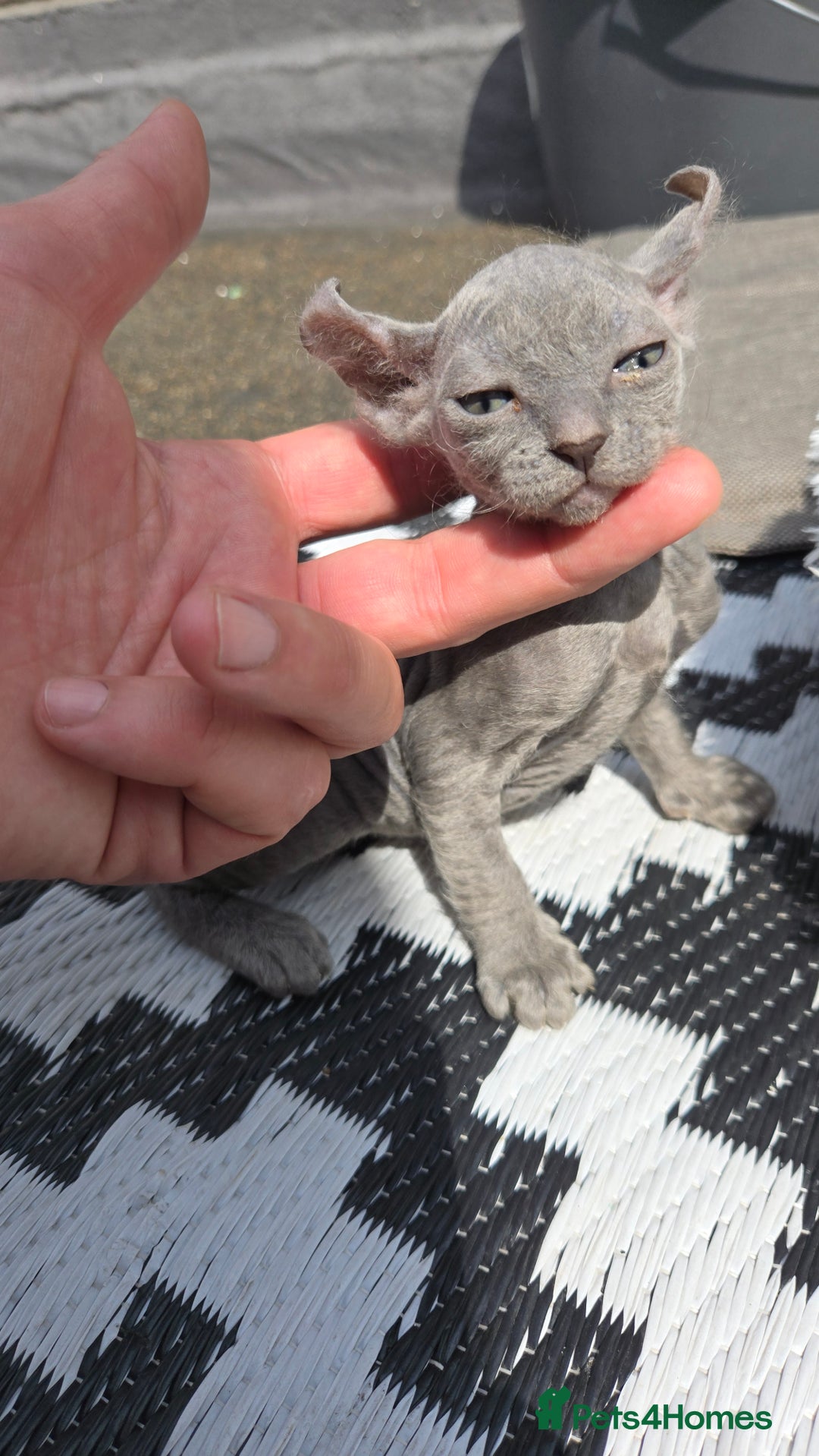 Sphynx cats for sale: Elf Sphynx Kittens  - Image 20
