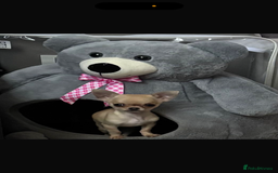 Chihuahua dogs for sale: 18 week old Tiny Female Chihuahua - Image 5