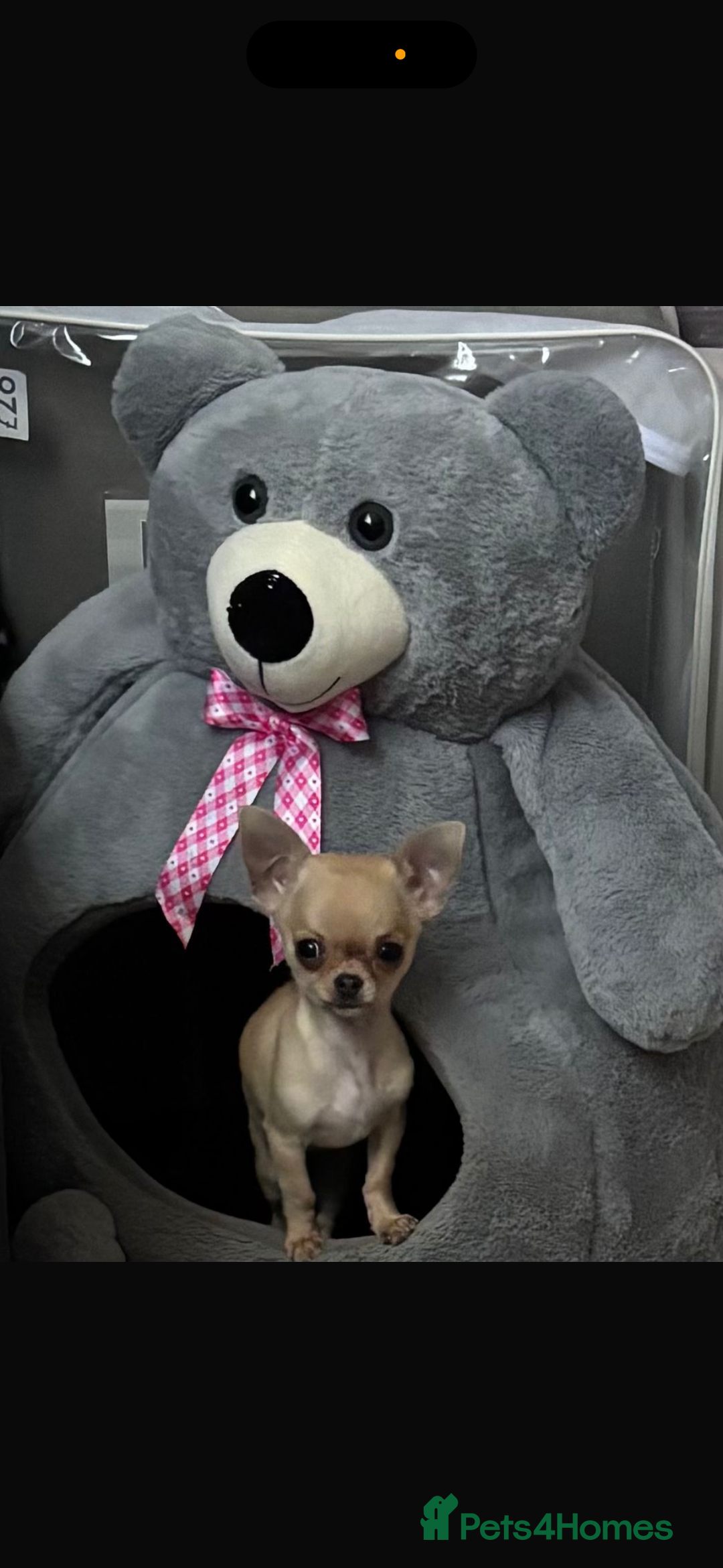 Chihuahua dogs for sale: 18 week old Tiny Female Chihuahua - Image 5