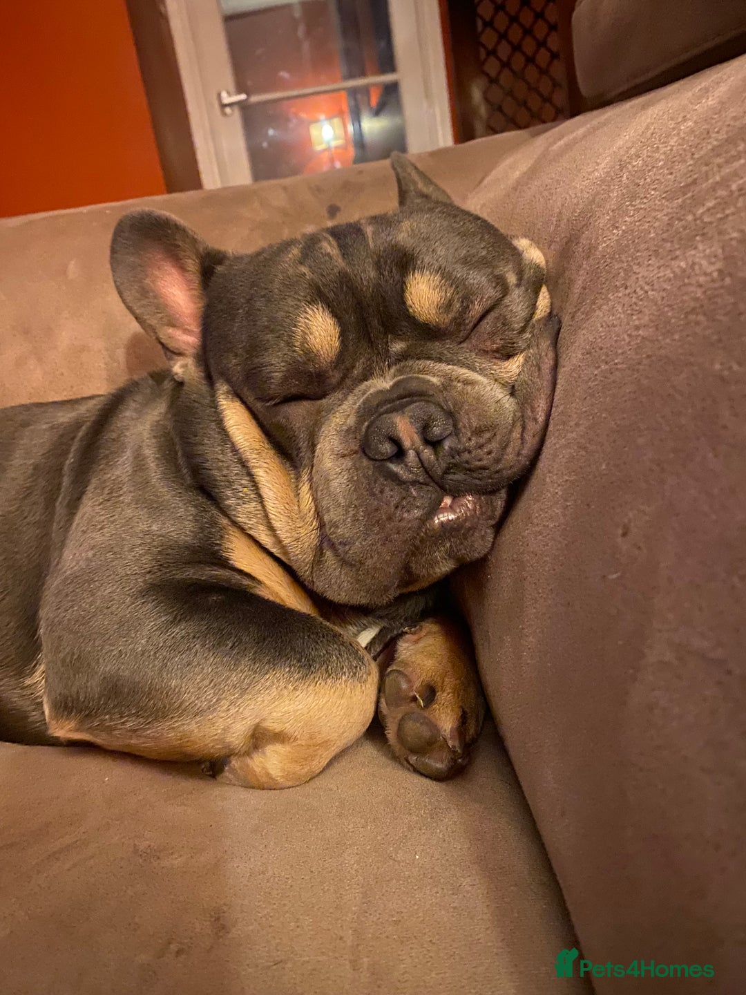 French Bulldog dogs for sale: 2 yr old tan French bulldog - Image 1