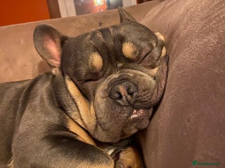 French Bulldog dogs - Advert 35