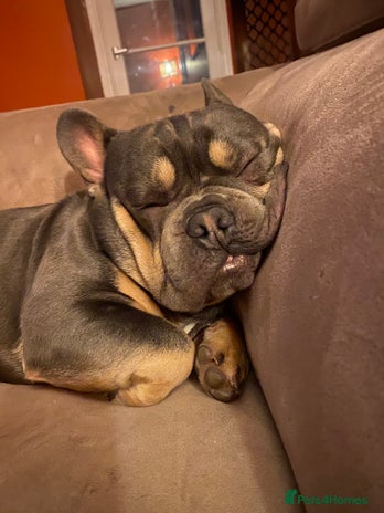 French Bulldog dogs - Advert 3