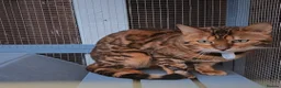 Bengal cats for stud: Reign TICA Registered Snow&Silver Carrier Stud - Advert 6
