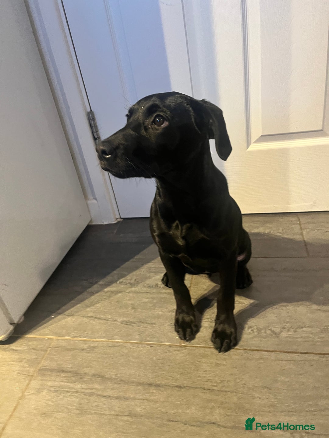Labrador Retriever dogs for sale: Minnie - Advert 4