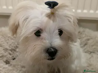 Maltipoo dogs Olivia M - Advert 6