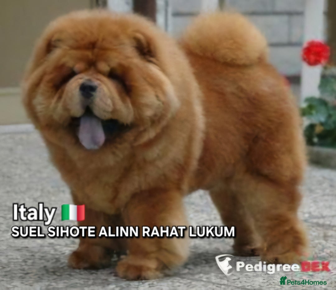 Chow Chow dogs for stud: KC Blue Chow Stud Blue Chow Chow Stud  - Advert 14
