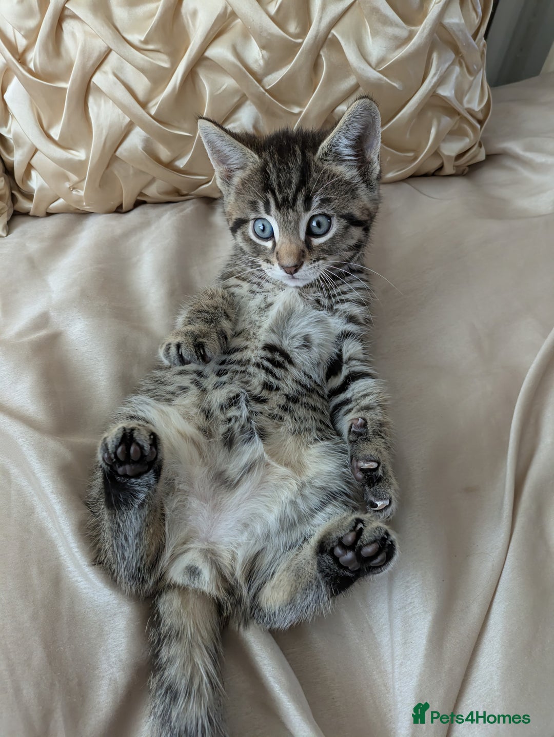 Bengal cats for sale: Purebred Spotted Bengal Kittens Brown Charcoal - Image 5