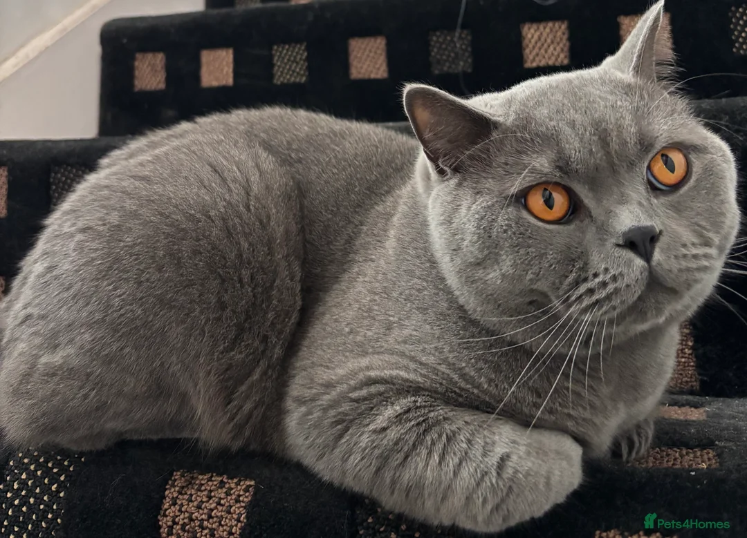 British Shorthair cats for sale: Blue British Shorthair  in Plymouth - Advert 1