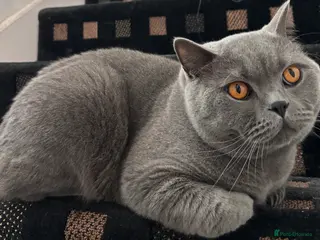 British Shorthair cats Blue British Shorthair in Plymouth - Advert 1