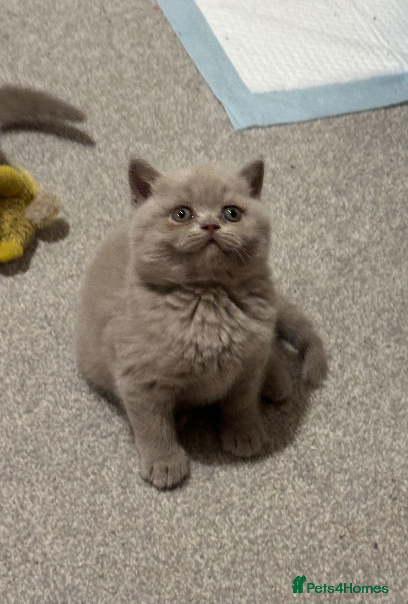 British Shorthair cats Amazing BSH lilac boy!!!  READY TO GO!!!! - Advert 14