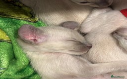 Siamese cats for sale: ✨Gorgeous GCCF registered kittens✨ - Image 21