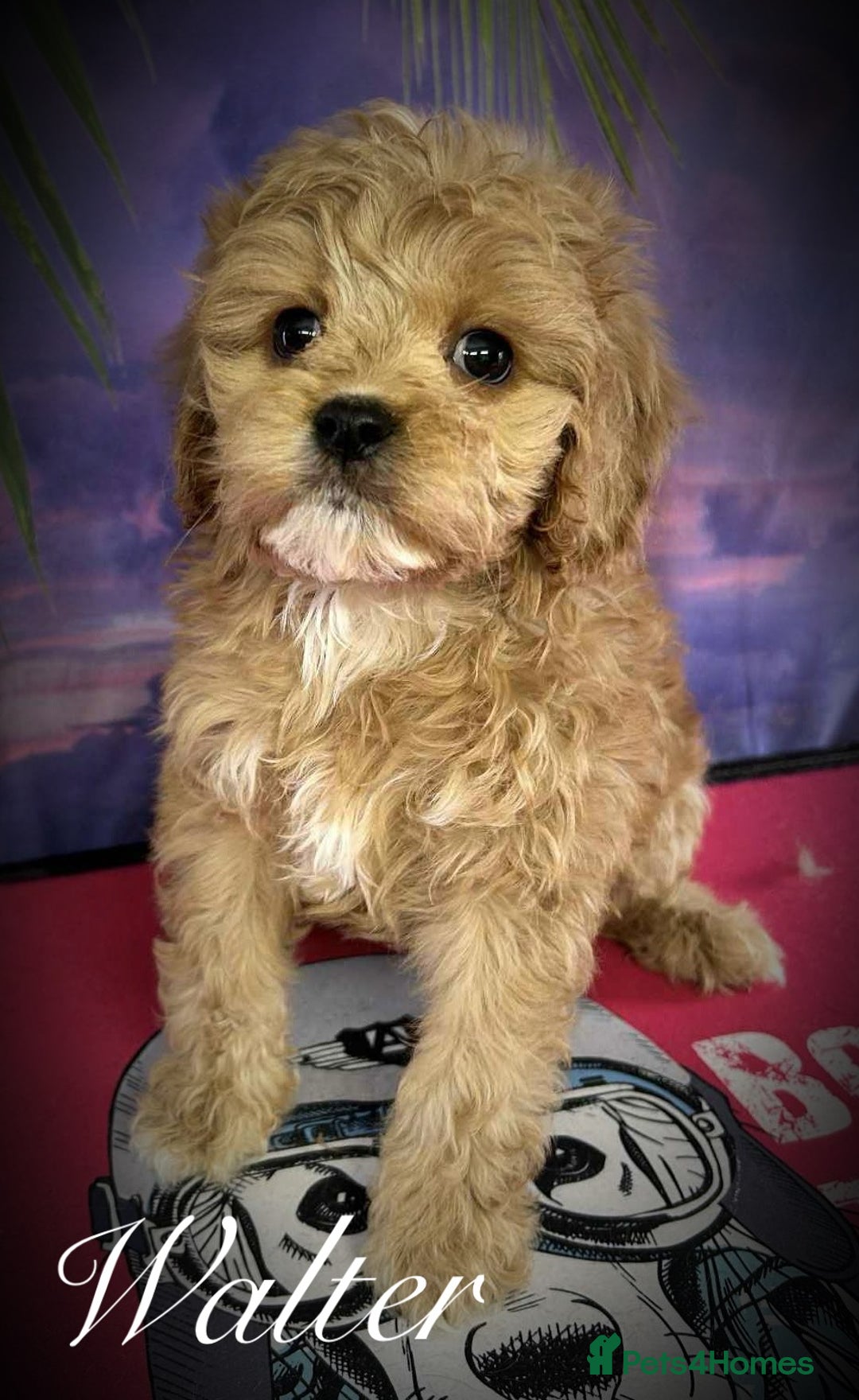 Cavapoo dogs for sale: Beautiful miniature cavapoo babies - Image 7