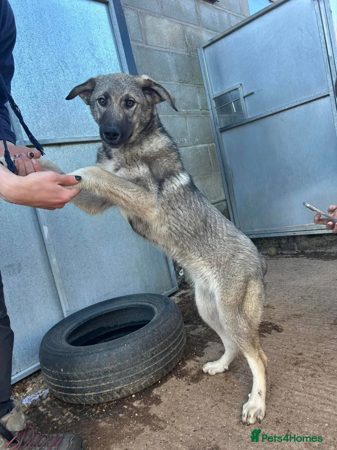 Mixed Breed dogs for adoption: Meet Mars, currently residing in Cheshire  in Nantwich - Advert 7