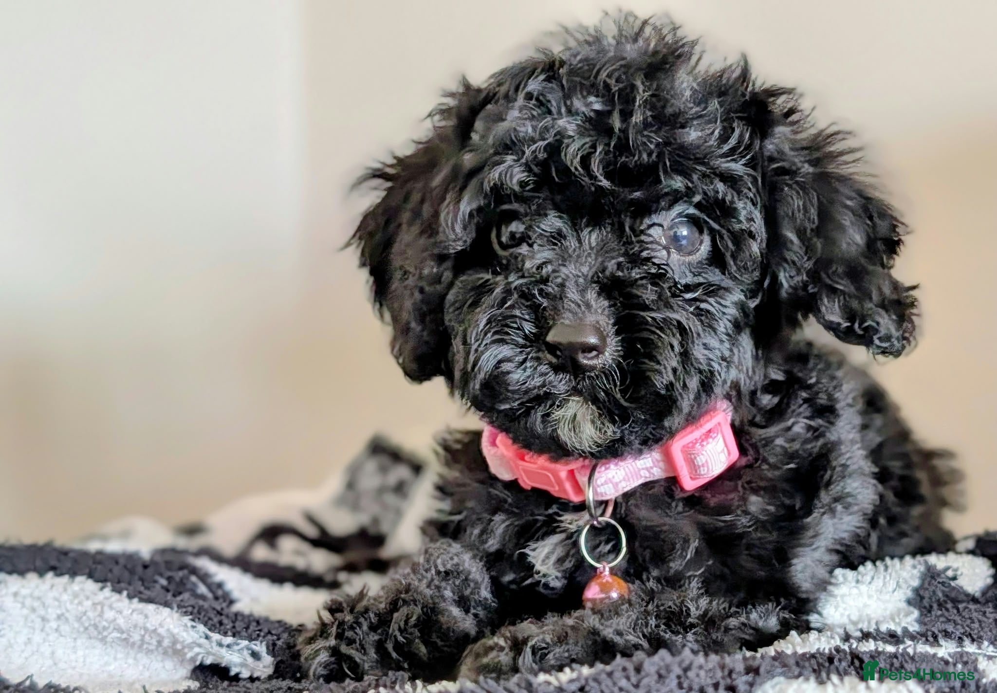 Cavapoochon dogs PRA Clear Genetically Tested Cavapoochons Ready - Advert 1