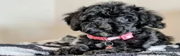 Cavapoochon dogs for sale: Extensively Tested Cavapoochons Fully Vaccinated  - Advert 1