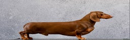 Dachshund dogs for stud: Proven CRUFTS Standard Dachshund AT STUD in Market Harborough - Advert 3