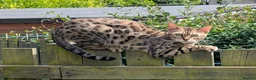 Bengal cats for sale: Bengal in Dundee - Advert 4