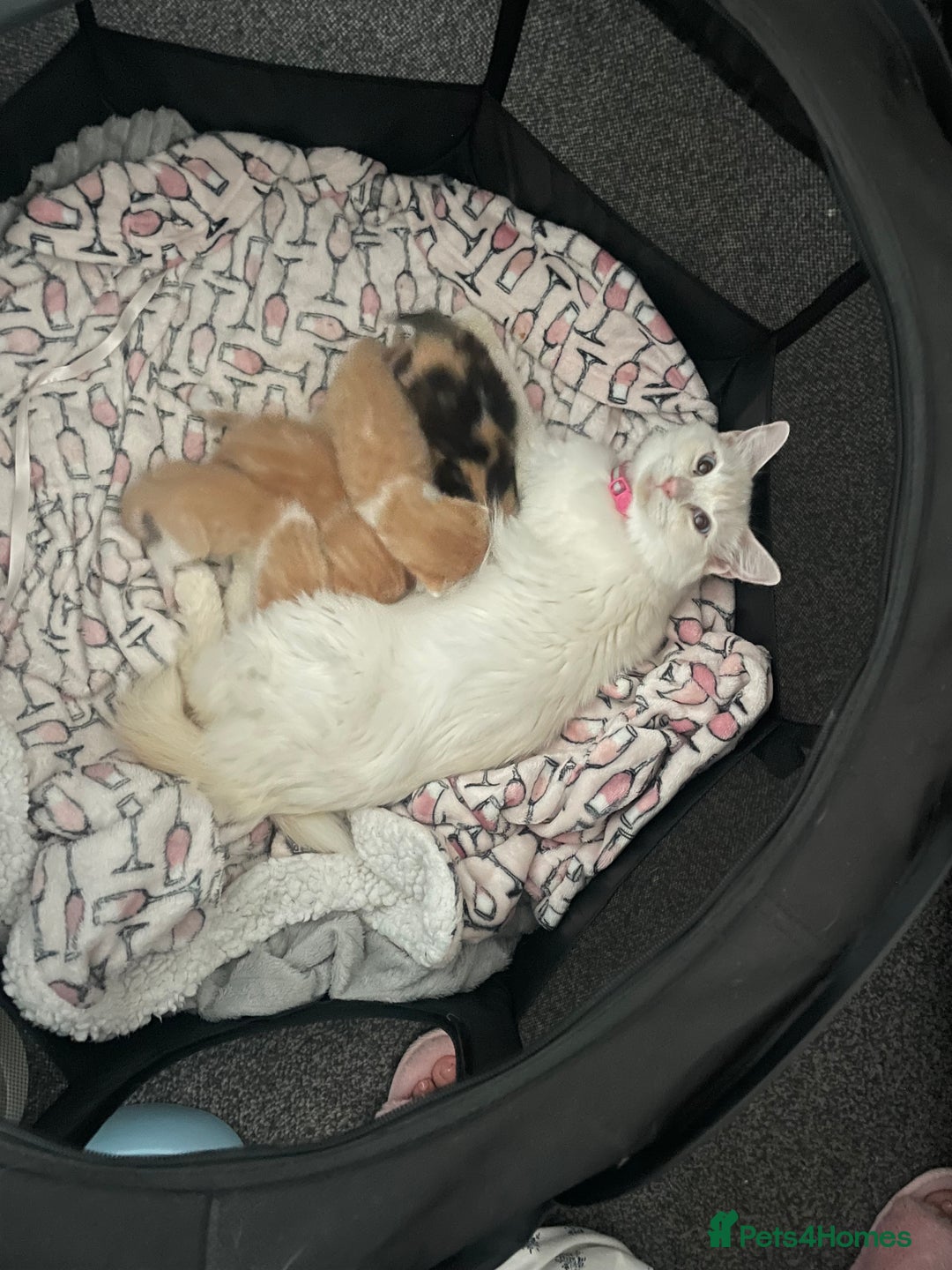 Ragdoll cats for sale: Ragdoll Kittens  - Image 12