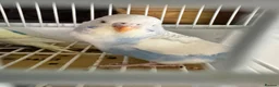 Budgerigars birds for sale: Baby budgies for sale  - Advert 4