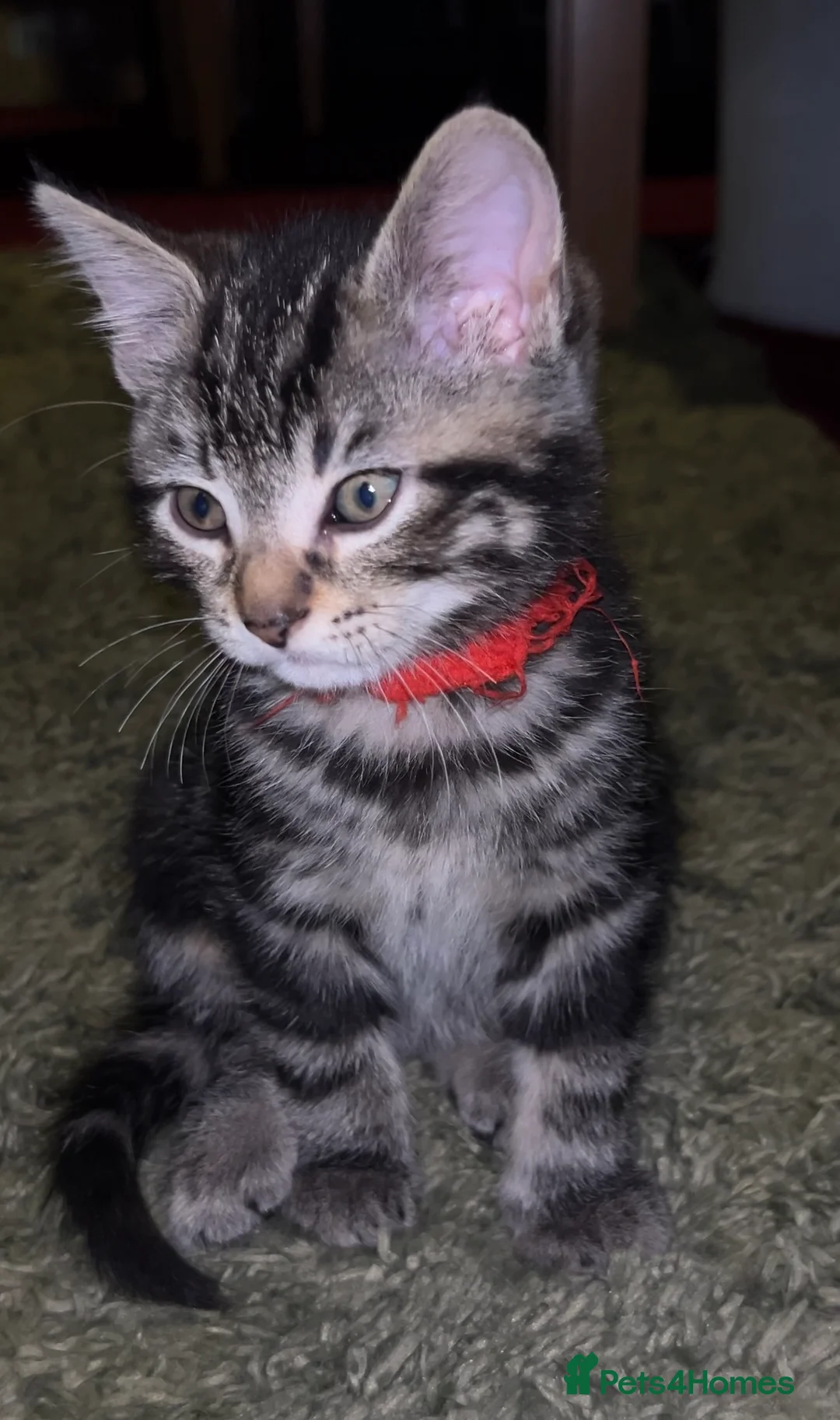 Mixed Breed cats for sale: Male Pure Tabby Kitten - Advert 1