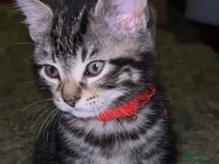 Mixed Breed cats Male Pure Tabby Kitten - Advert 2