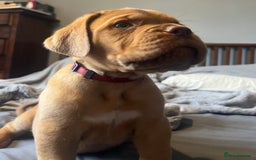 Dogue De Bordeaux dogs for sale: Kc registered Dogue de bordeaux puppies  - Image 23