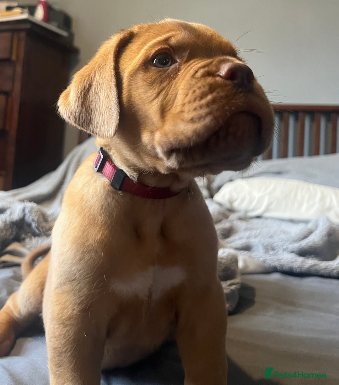 Dogue De Bordeaux dogs for sale: Kc registered Dogue de bordeaux puppies  - Image 23
