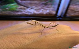 Stick Insects invertebrates for sale: Stick Insects & Mantis - Image 12