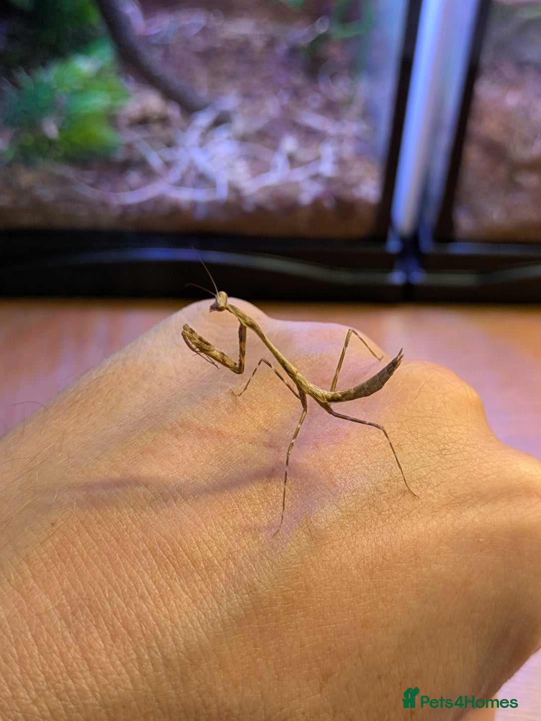 Stick Insects invertebrates for sale: Stick Insects & Mantis - Image 12