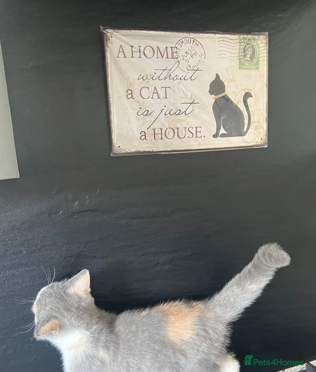 British Shorthair cats for sale: British shorthair registered with GCCF - Advert 2