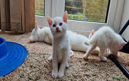 Mixed Breed cats for sale: White kittens. Ready Now. £150 each - Image 16