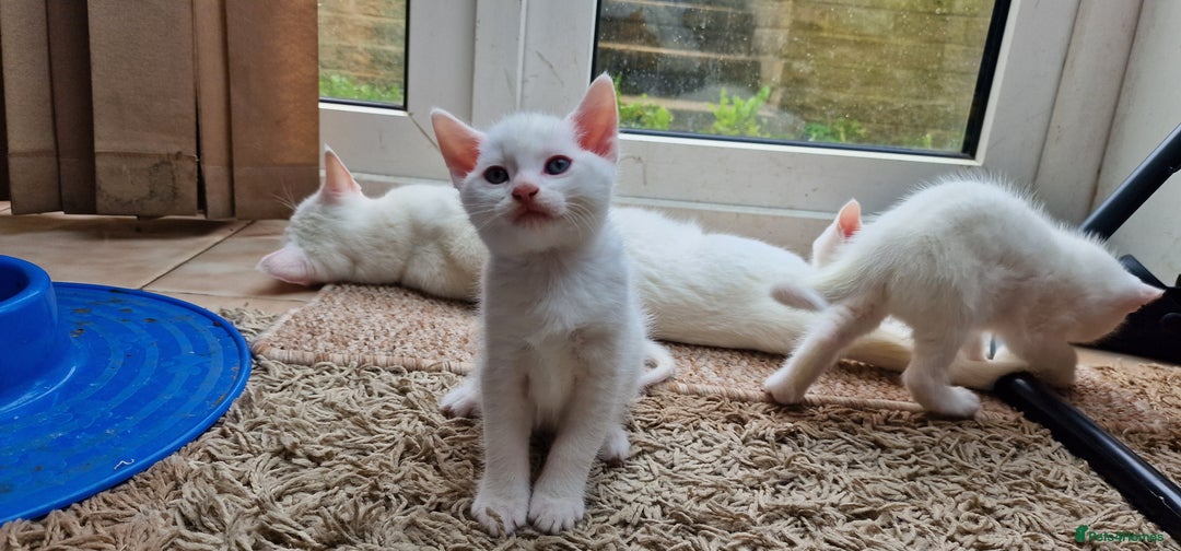 Mixed Breed cats for sale: White kittens. Ready Now. £150 each - Image 16