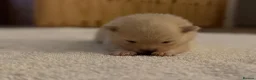 Pomeranian dogs for sale: Stunning White Female Pomeranian Puppy Available - Advert 4