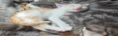 Mixed Breed Kitten 8