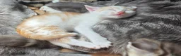 Mixed Breed cats for sale: Beautiful Bengal Cross Tabby Kittens  - Advert 8