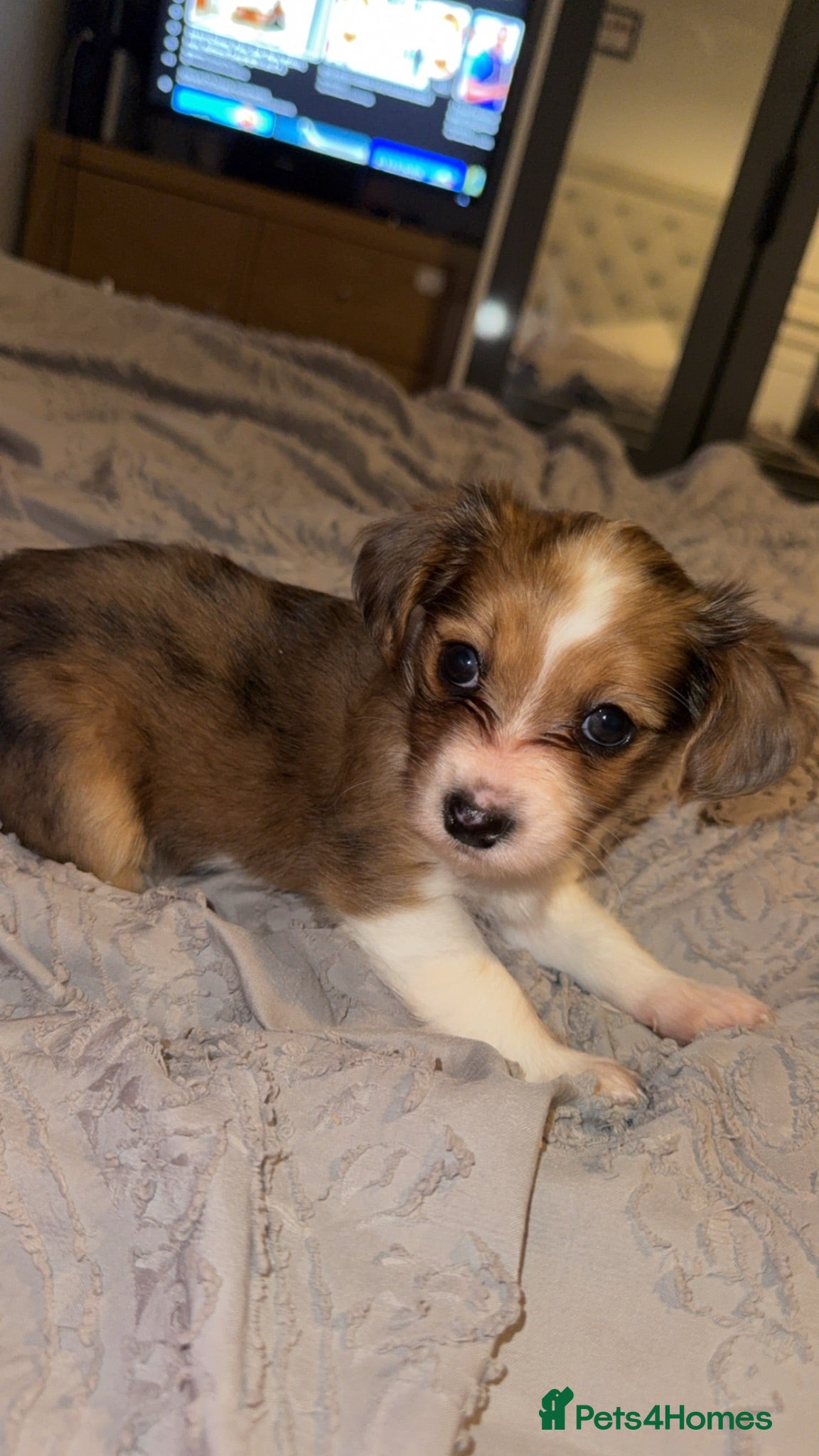 Mixed Breed dogs Merl chorkie - Advert 1