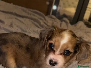 Mixed Breed dogs Merl chorkie - Advert 4