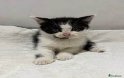 Mixed Breed cats for sale: Kittens for Sale !! - Image 11