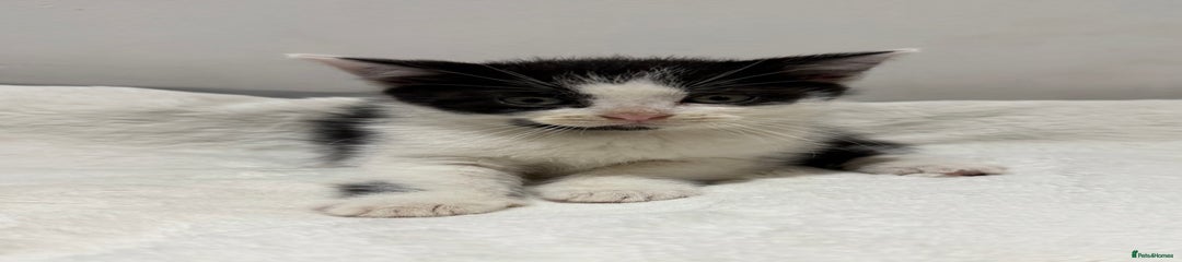 Mixed Breed Kitten 6