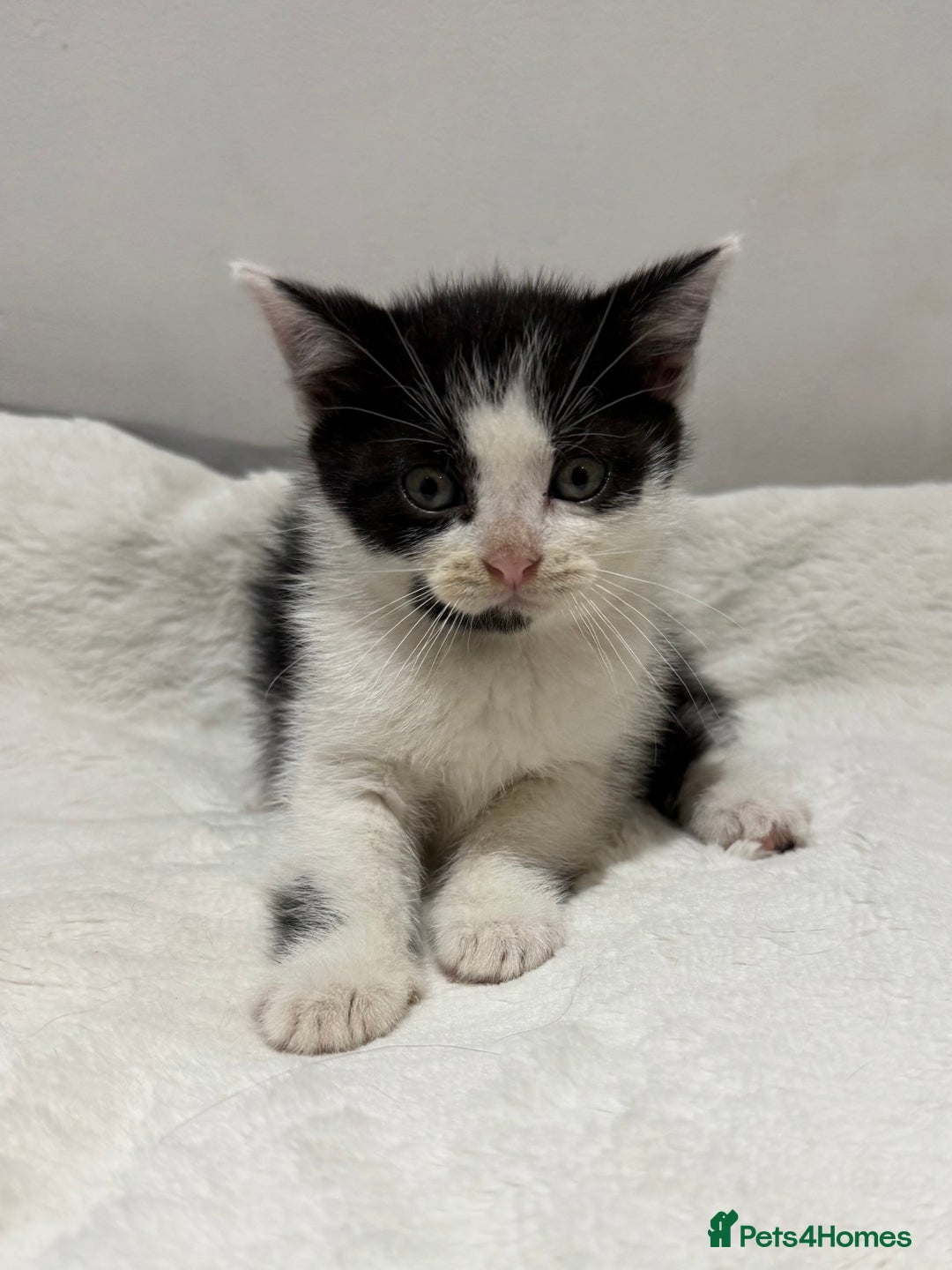 Mixed Breed cats for sale: Kittens for Sale !! - Image 11